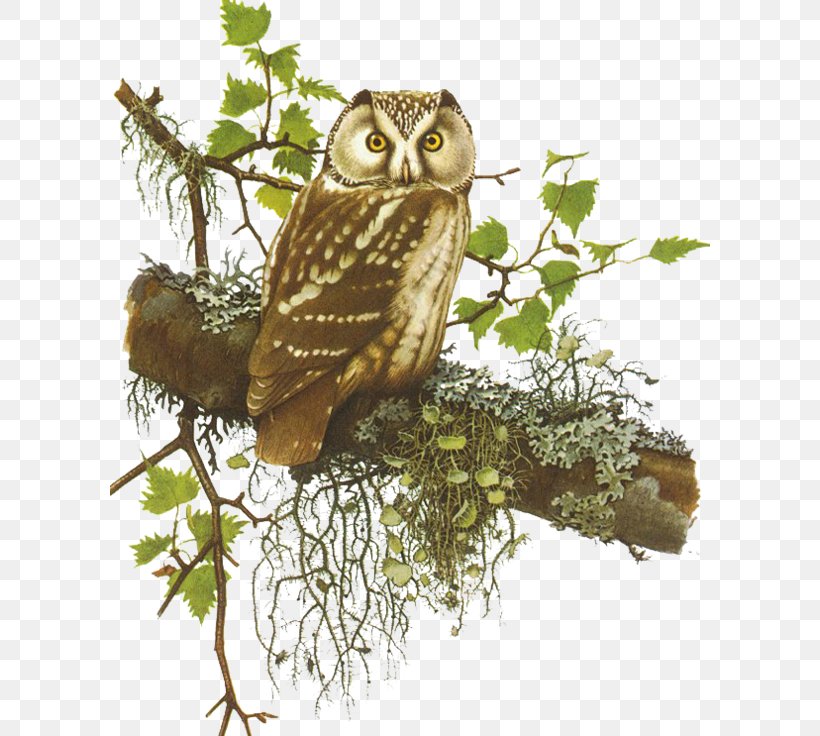 Bird Little Owl Clip Art, PNG, 600x736px, Bird, Animal, Beak, Bird Of Prey, Branch Download Free