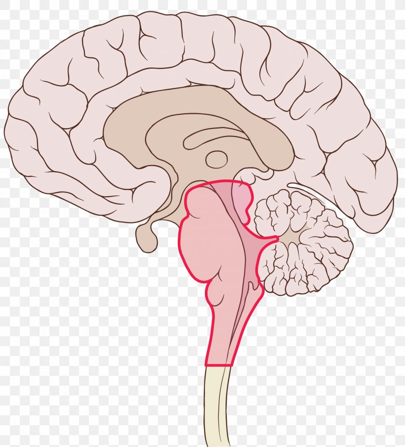 Ventromedial Prefrontal Cortex Brain Frontal Lobe Dorsolateral Prefrontal Cortex, PNG, 1950x2150px, Watercolor, Cartoon, Flower, Frame, Heart Download Free
