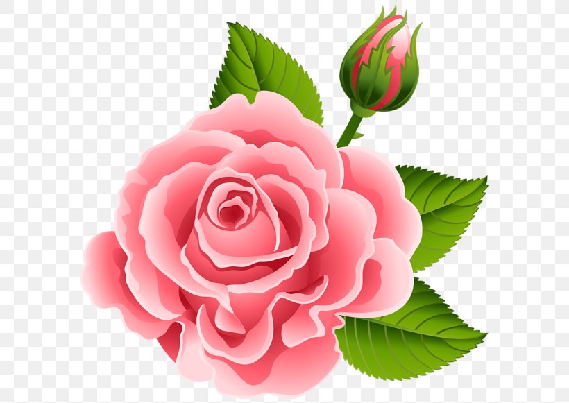 Garden Roses Pink Cabbage Rose Flower Floral Design, PNG, 600x581px, Garden Roses, Cabbage Rose, China Rose, Color, Cut Flowers Download Free