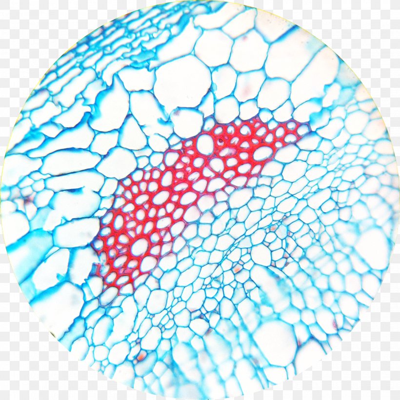 Sclereid Leaf Microscope Fiber Esclerénquima, PNG, 1840x1840px, Sclereid, Aqua, Area, Blue, Cell Download Free