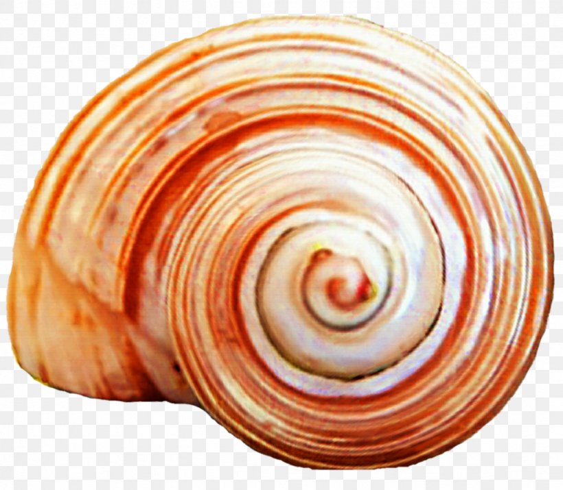 Seashell Spiral Clam Snail Gastropods, PNG, 1024x893px, Seashell, Baltic Clam, Clam, Conch, Conchology Download Free