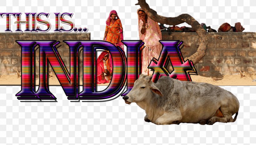 Delhi Cattle Animal Sikhism Mammal, PNG, 880x500px, Delhi, Animal, Bull, Cattle, Cattle Like Mammal Download Free