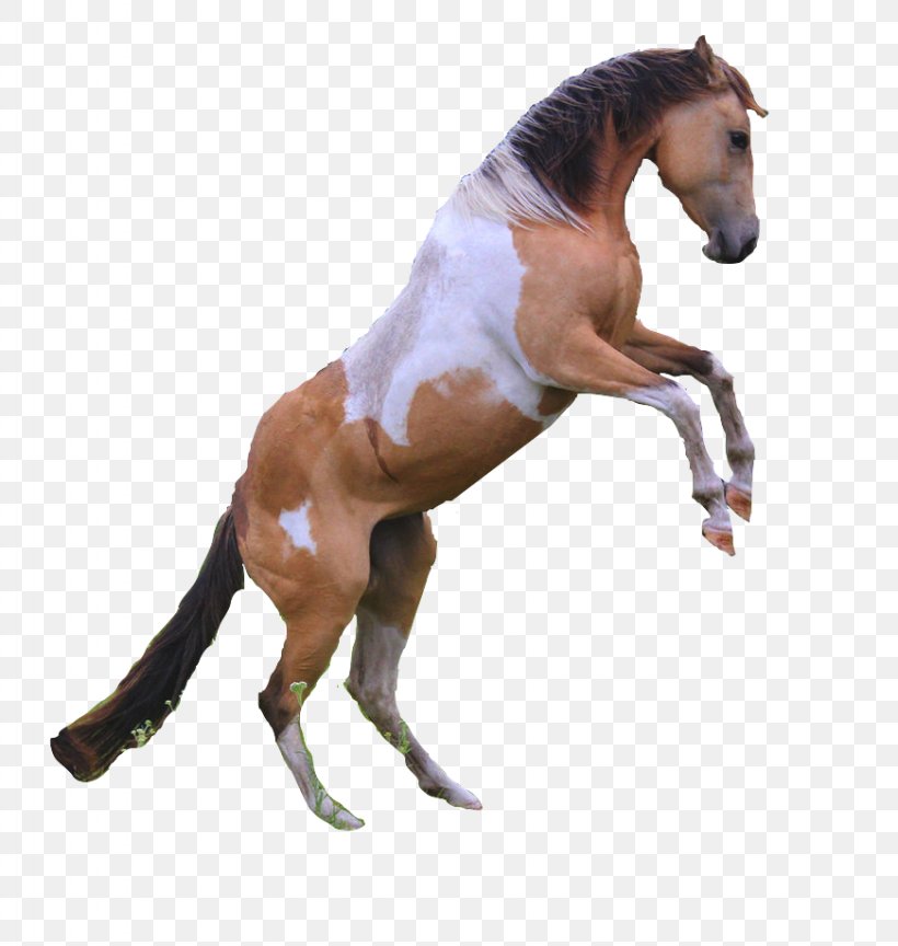 Mustang American Paint Horse Appaloosa Akhal-Teke Stallion, PNG, 871x918px, Mustang, Akhalteke, American Paint Horse, Animal, Animal Figure Download Free
