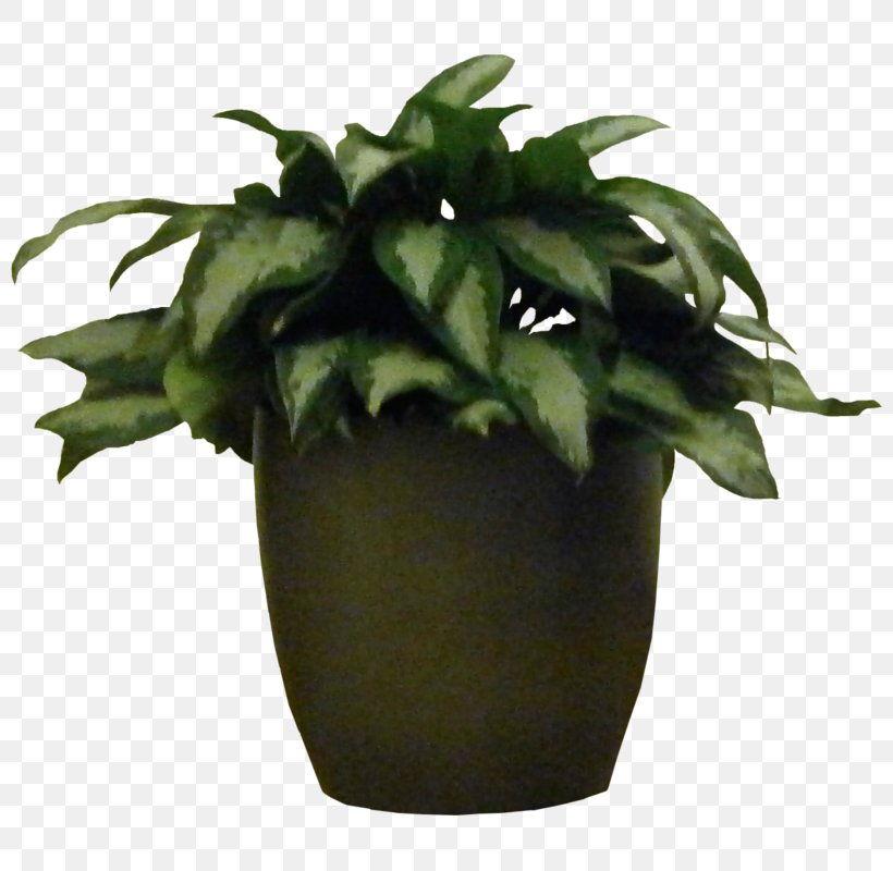 Rubber Fig Houseplant Flowerpot Tree, PNG, 800x800px, Rubber Fig, Bonsai, Box, Ceramic, Container Download Free