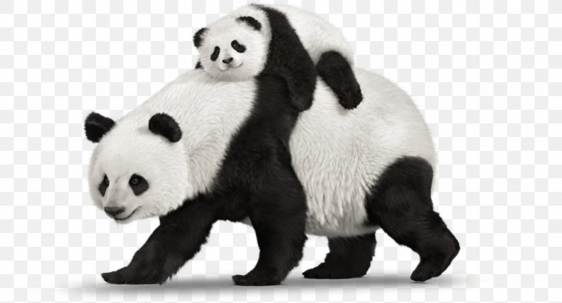 A Book For Kids About Pandas: The Giant Panda Bear A Book For Kids About Pandas: The Giant Panda Bear Child, PNG, 821x443px, Giant Panda, Animal Figure, Bear, Book, Carnivoran Download Free