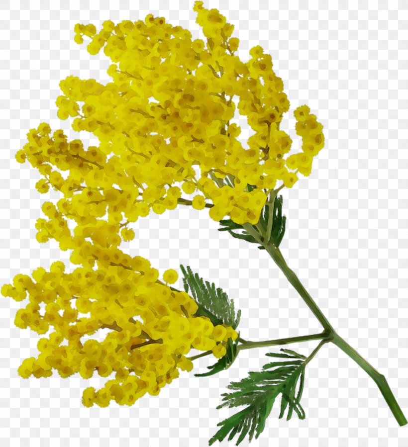 Acacia Dealbata Flower Clip Art, PNG, 1792x1965px, Acacia Dealbata, Acacia, Cut Flowers, Floral Design, Floristry Download Free