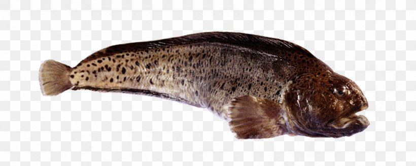 Atlantic Wolffish Spotted Wolffish Northern Wolffish Pollock Atlantic Cod, PNG, 1692x680px, Atlantic Wolffish, Animal Figure, Atlantic Cod, Beaver, Carnivoran Download Free