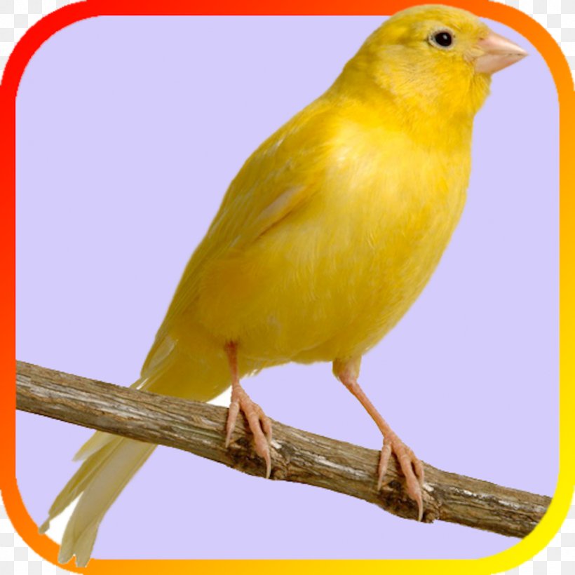 Domestic Canary United States Bird Finch Pet, PNG, 1024x1024px, Domestic Canary, Animal, Atlantic Canary, Beak, Bird Download Free