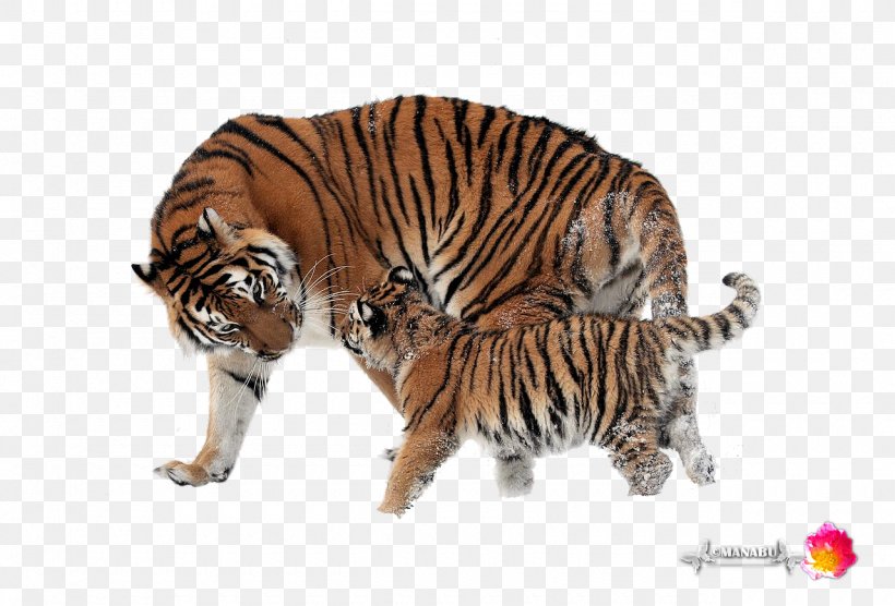 Golden Tiger Siberian Tiger Lion Bengal Tiger Buffalo Zoo, PNG, 1280x868px, Golden Tiger, Animal, Bengal Tiger, Big Cats, Buffalo Zoo Download Free
