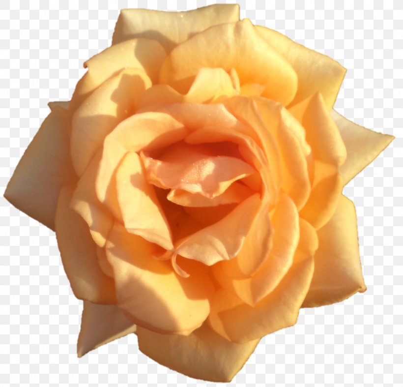 Garden Roses Cut Flowers Petal, PNG, 1120x1075px, Garden Roses, Cut Flowers, Flower, Garden, Orange Download Free