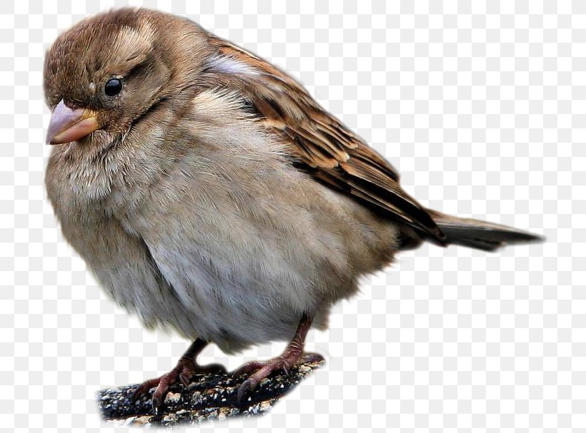 Sparrow, PNG, 716x607px, Sparrow, American Sparrow, Beak, Bird, Digital Image Download Free