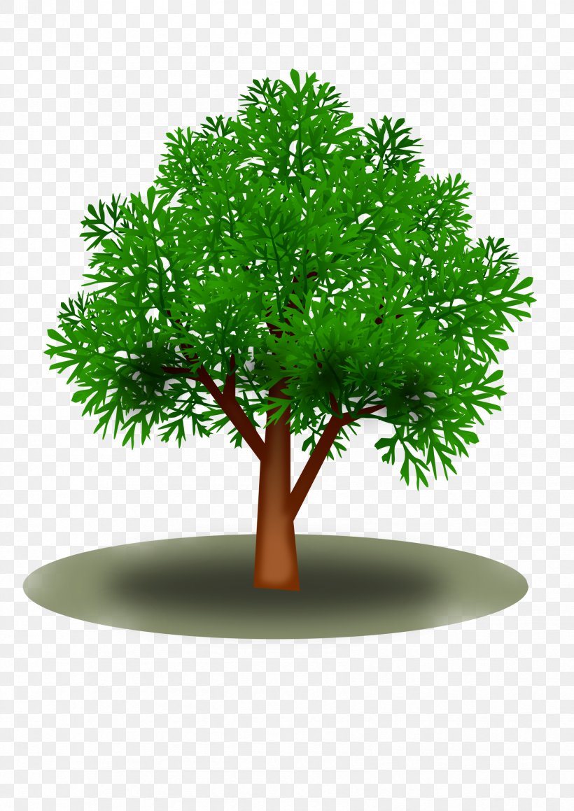 Tree Plant Leaf, PNG, 1697x2400px, Tree, Branch, Flowerpot, Forest, Grass Download Free