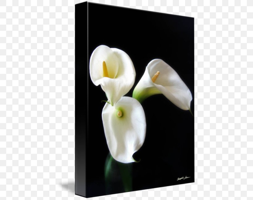 Art Imagekind Canvas Print Poster, PNG, 452x650px, Art, Alismatales, Artist, Arum, Arum Lilies Download Free