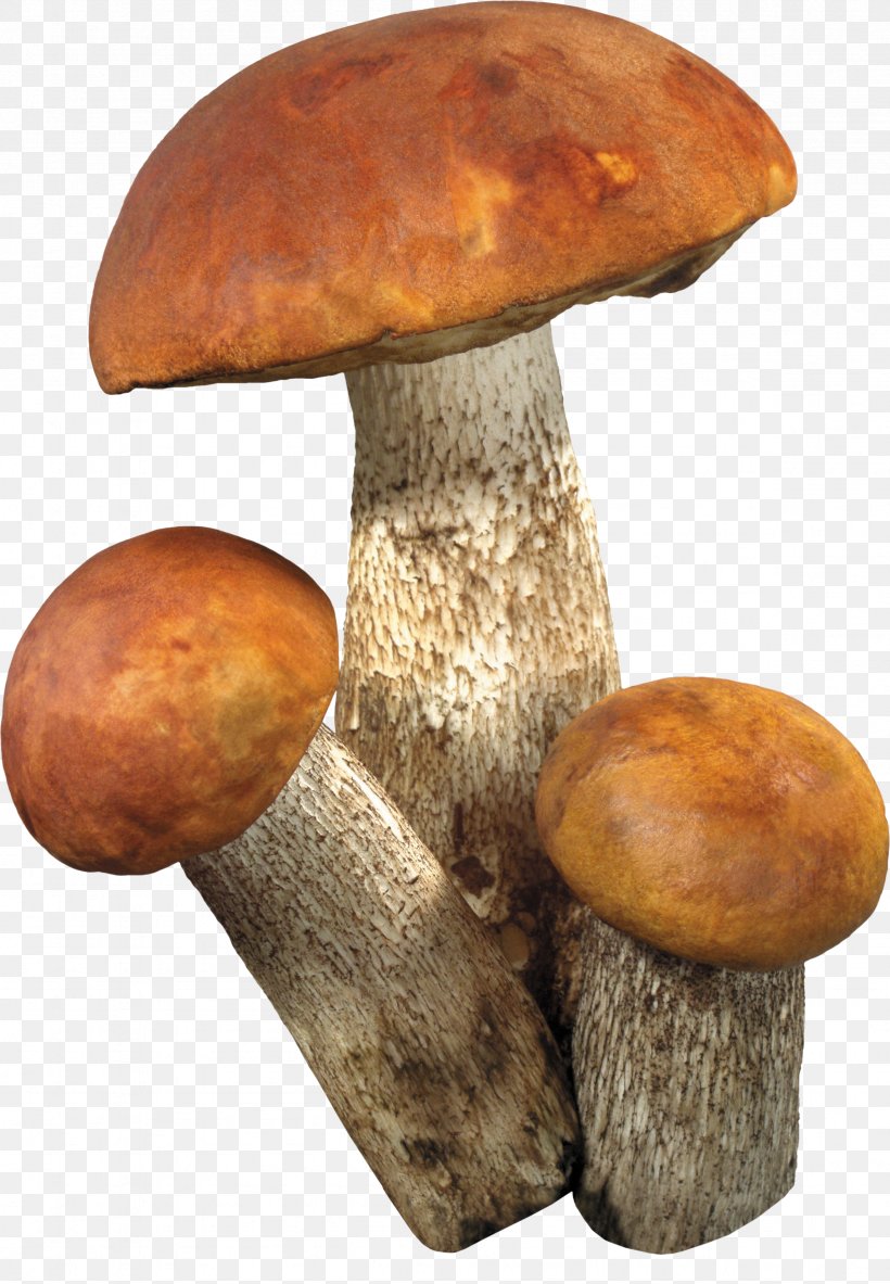 Fungus Information Clip Art, PNG, 2356x3400px, Fungus, Aspen Mushroom, Bolete, Brown Cap Boletus, Digital Image Download Free