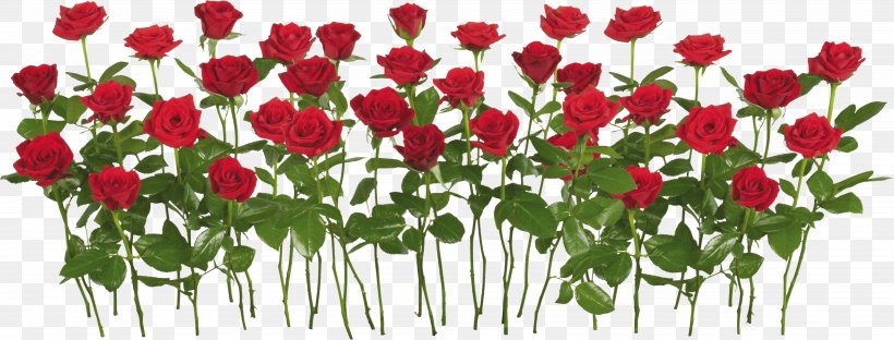 International Rose Test Garden Rose Garden, PNG, 4000x1526px, Rose, Artificial Flower, Cut Flowers, Floral Design, Floristry Download Free