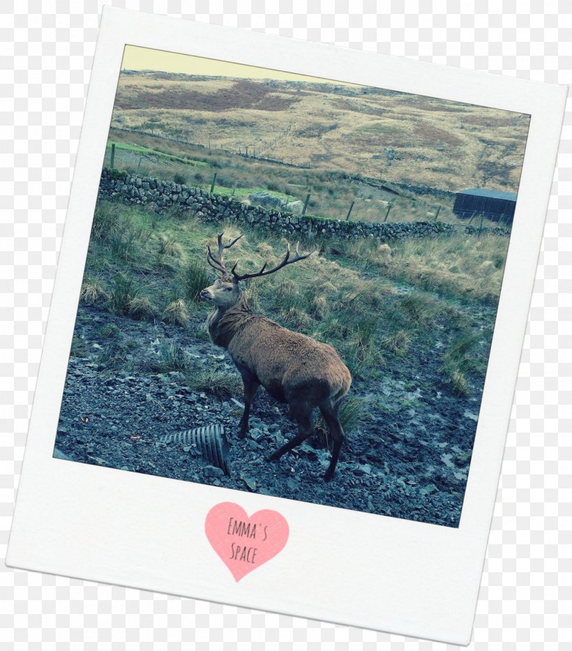 Reindeer Antler Fauna Wildlife, PNG, 1406x1600px, Reindeer, Antler, Deer, Fauna, Wildlife Download Free