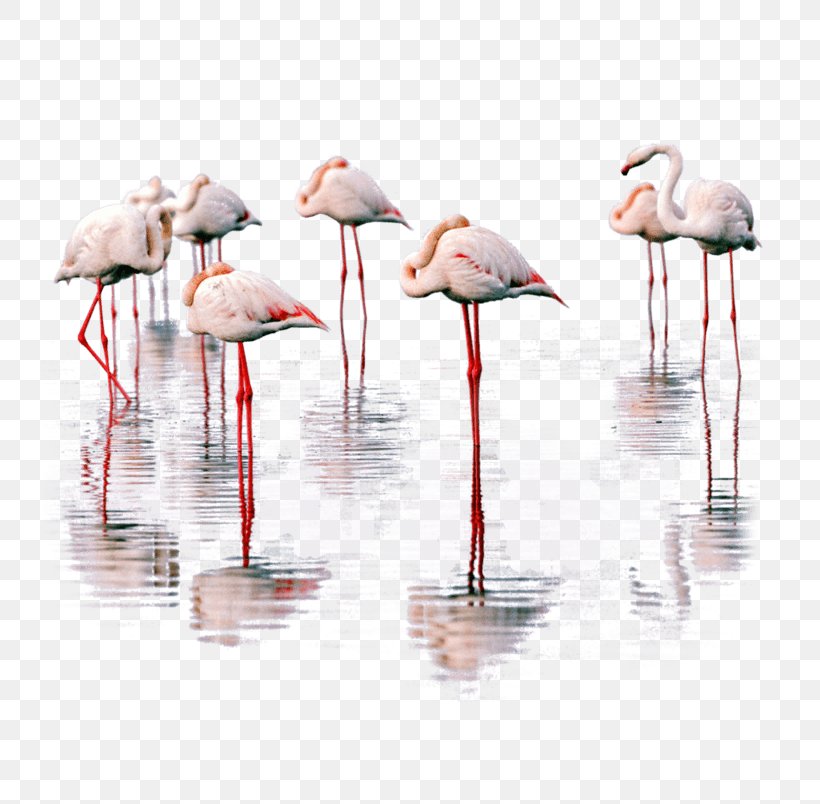 Bird Greater Flamingo Heron Lake Urmia, PNG, 804x804px, Bird, Animal, Beak, Bird Nest, Ciconia Download Free