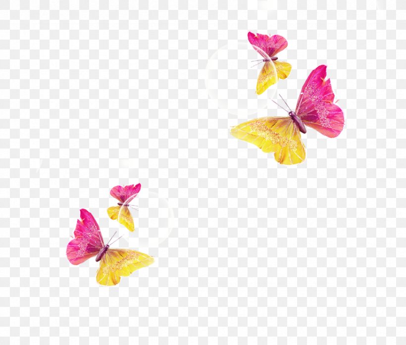 Butterfly Download, PNG, 871x741px, Butterfly, Color, Flower, Flowering Plant, Insect Download Free