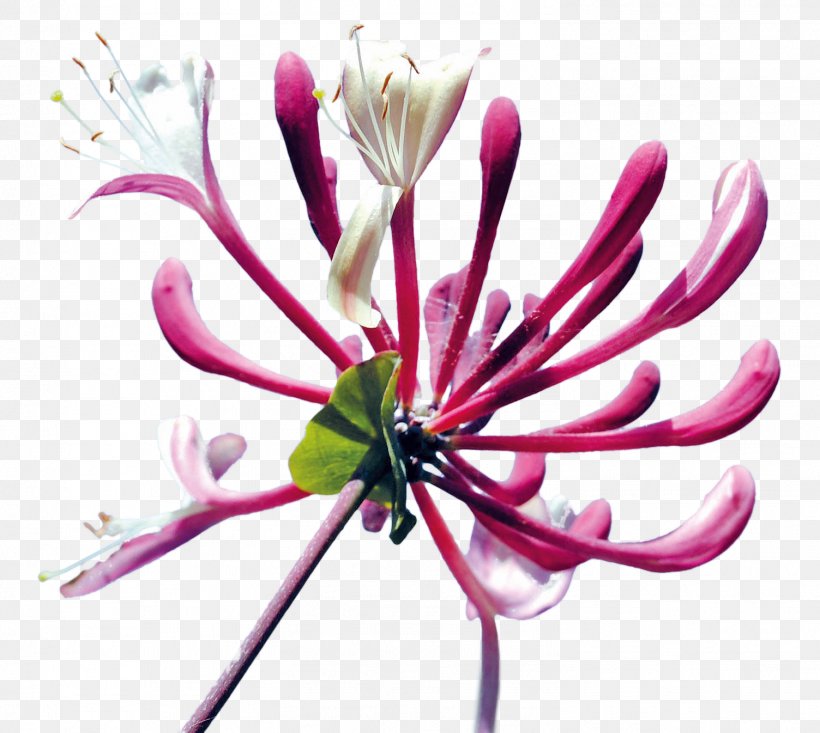 Cut Flowers Honeysuckle Bud Plant, PNG, 1504x1346px, Flower, Blossom, Branch, Bud, Cut Flowers Download Free