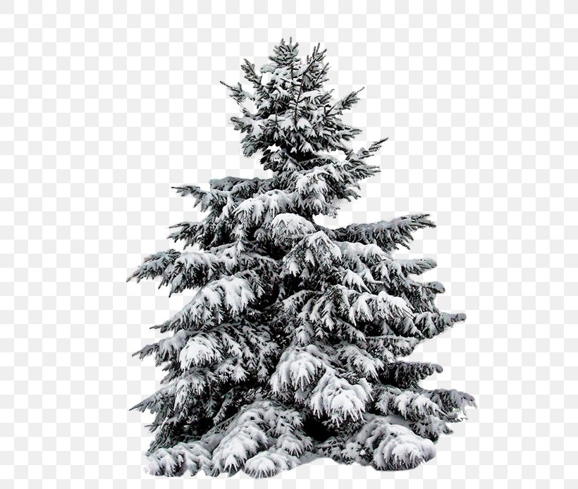 Fir Pine Christmas Tree, PNG, 688x694px, Fir, Black And White, Blue Spruce, Branch, Christmas Download Free