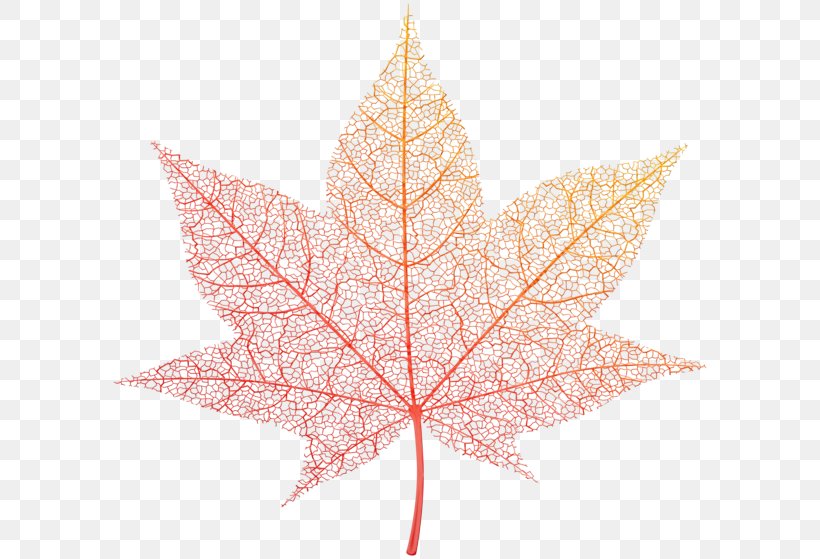Red Maple Tree, PNG, 600x559px, Leaf, Autumn, Autumn Leaf Color, Black Maple, Deciduous Download Free