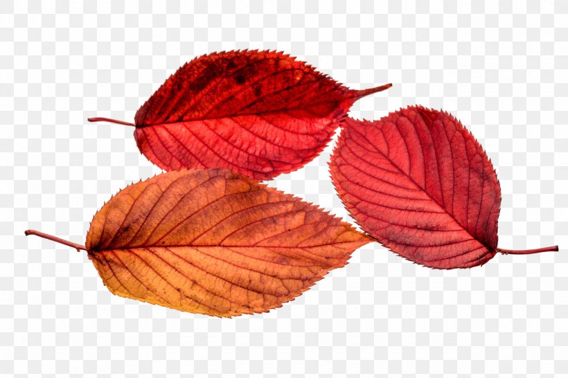 Autumn Leaf Color, PNG, 1280x853px, Leaf, Autumn, Autumn Leaf Color, Petal, Plant Download Free