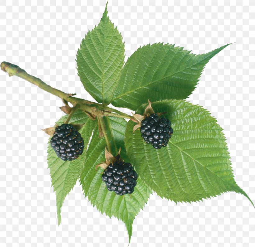 BlackBerry Clip Art, PNG, 2800x2705px, Blackberry, Berry, Bramble, Chokeberry, Dewberry Download Free