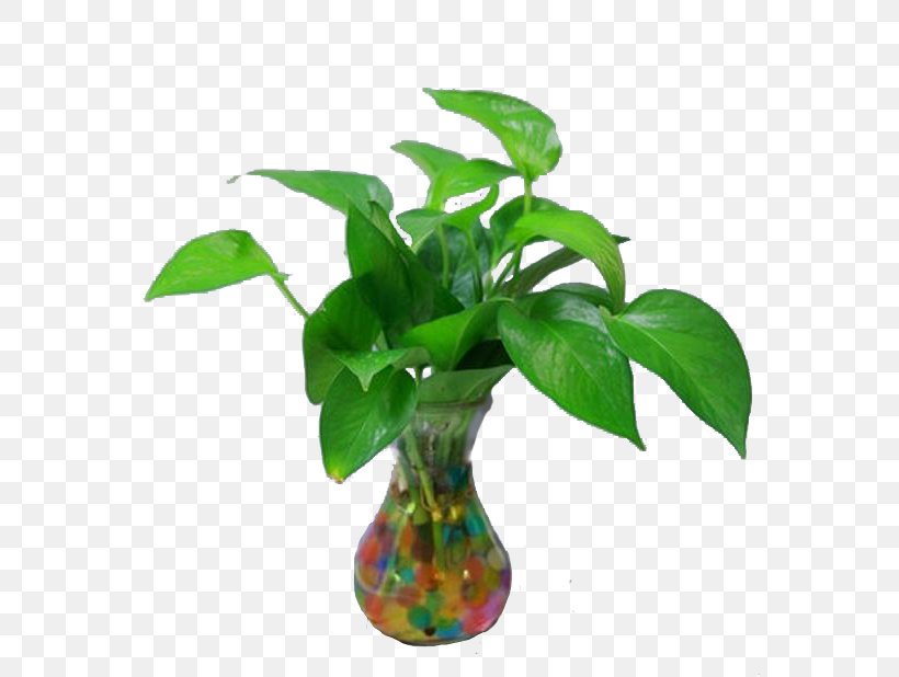 Elements, Hong Kong Hydroponics, PNG, 567x618px, Elements Hong Kong, Devils Ivy, Flowerpot, Houseplant, Hydroponics Download Free