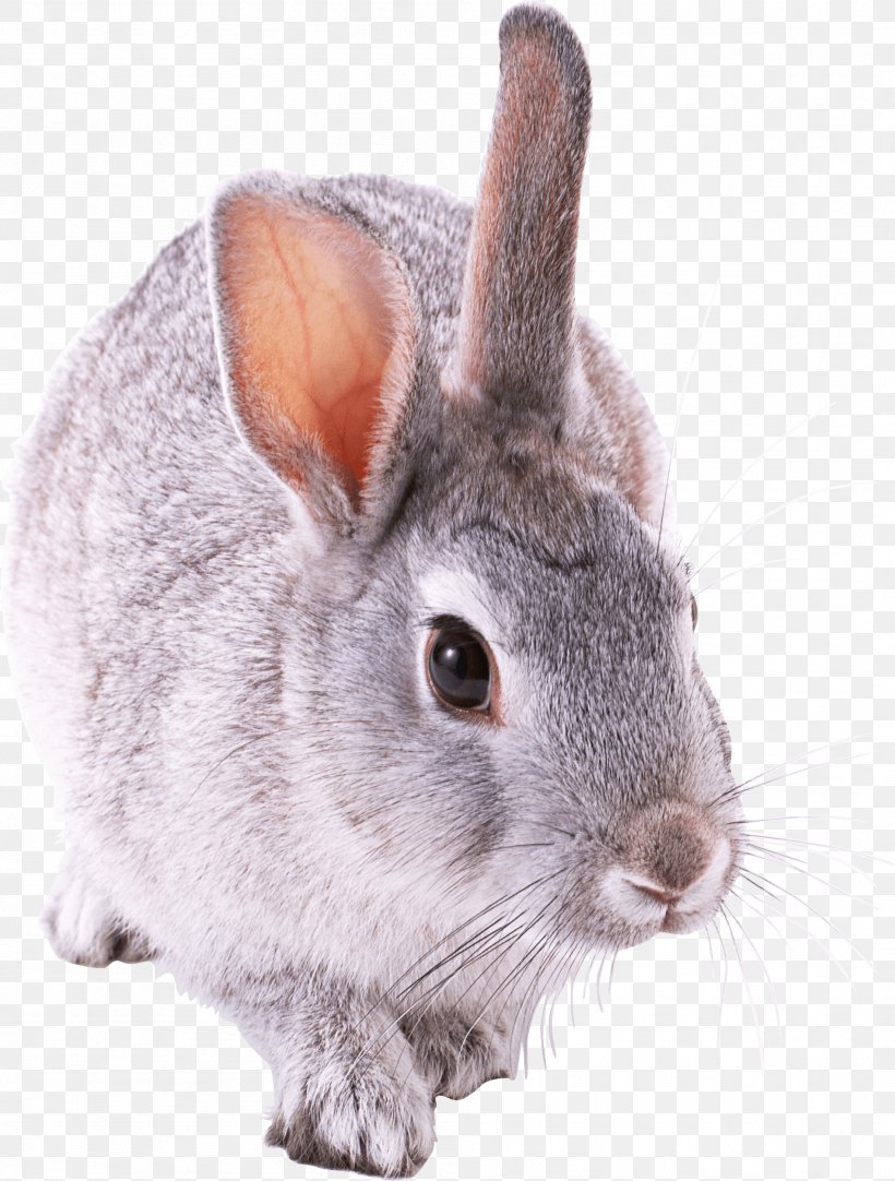 Guinea Pig Hamster Ferret Chinchilla Rabbit, PNG, 1897x2504px, Holland Lop, Animal, Cottontail Rabbit, Domestic Rabbit, European Rabbit Download Free