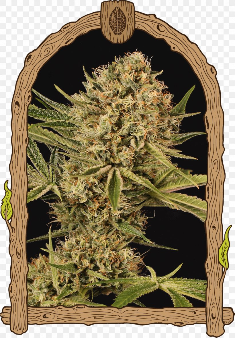 Kush Autoflowering Cannabis Skunk Seed, PNG, 940x1350px, Kush, Amsterdam Seed Center, Autoflowering Cannabis, Cannabidiol, Cannabis Download Free