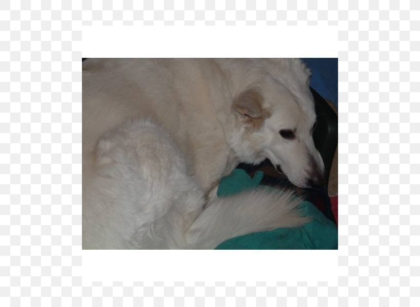 Poodle American Eskimo Dog Kuvasz Great Pyrenees Samoyed Dog, PNG, 800x600px, Poodle, American Eskimo Dog, Breed, Carnivoran, Crossbreed Download Free