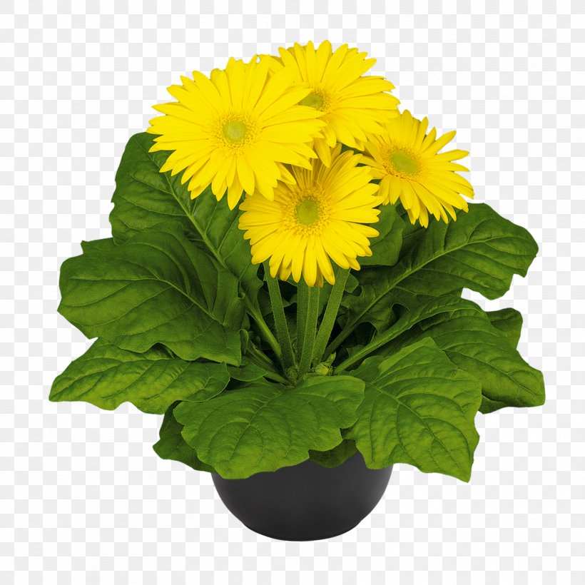 Transvaal Daisy Chrysanthemum Cut Flowers Plant Carnation, PNG, 1772x1772px, Transvaal Daisy, Annual Plant, Bromeliads, Carnation, Chrysanthemum Download Free