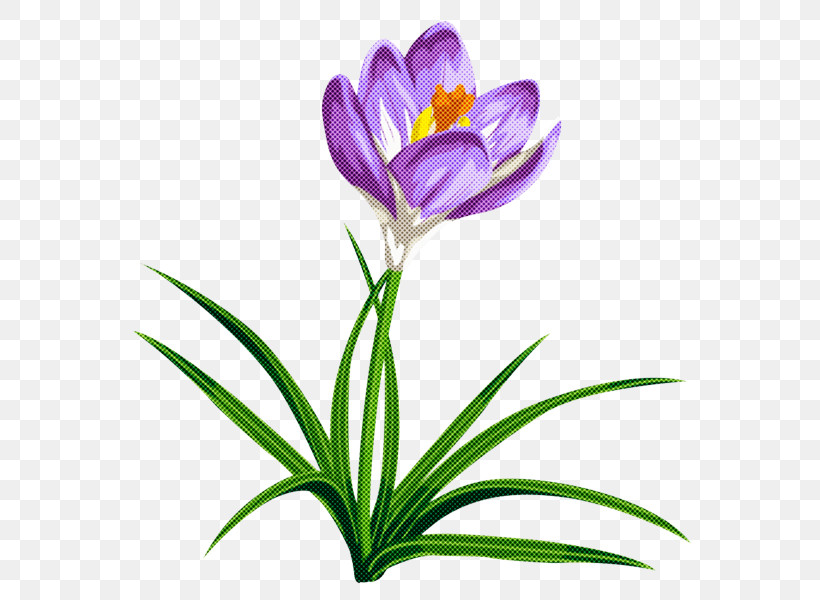 Flower Plant Cretan Crocus Tommie Crocus Crocus, PNG, 595x600px, Flower, Cretan Crocus, Crocus, Cut Flowers, Pedicel Download Free