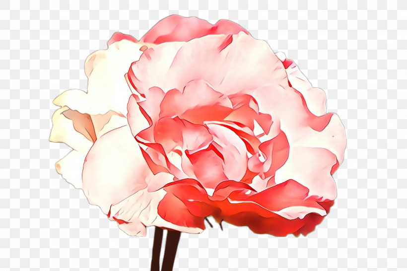 Garden Roses, PNG, 2448x1632px, Pink, Cut Flowers, Flower, Garden Roses, Hybrid Tea Rose Download Free