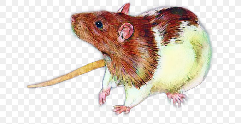 Hamster Background, PNG, 652x424px, Drawing, Artist, Black Rat, Fancy Rat, Gerbil Download Free