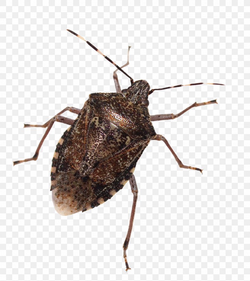 Insect Brown Marmorated Stink Bug True Bugs Stock Photography Image, PNG, 2130x2397px, Insect, Aphid, Arthropod, Bed Bug, Brown Marmorated Stink Bug Download Free
