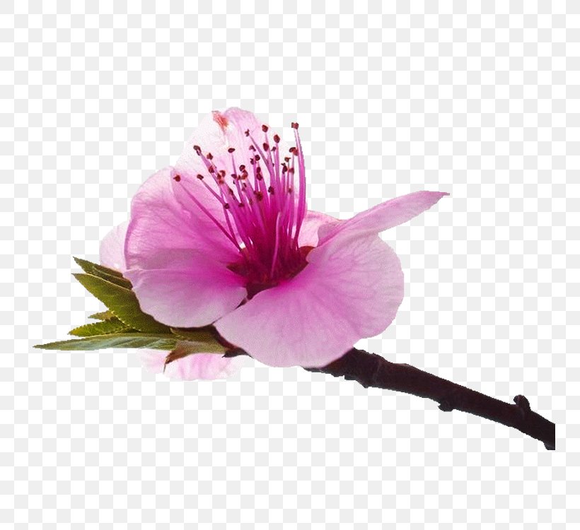 Peach Blossom Euclidean Vector, PNG, 750x750px, Peach Blossom, Blossom, Cherry Blossom, Flower, Flowering Plant Download Free