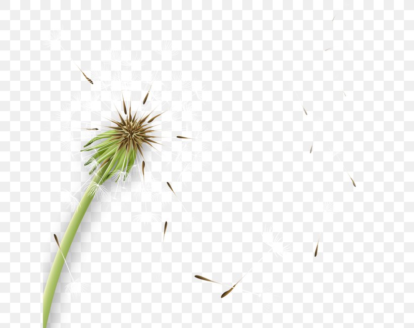 Common Dandelion Icon, PNG, 650x650px, Common Dandelion, Chicory, Dandelion, Drawing, Flower Download Free