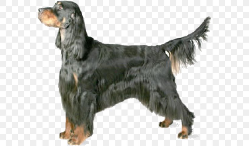 Gordon Setter Irish Red And White Setter Irish Setter English Setter Irish Water Spaniel, PNG, 570x480px, Gordon Setter, American Kennel Club, Animal, Breed, Carnivoran Download Free