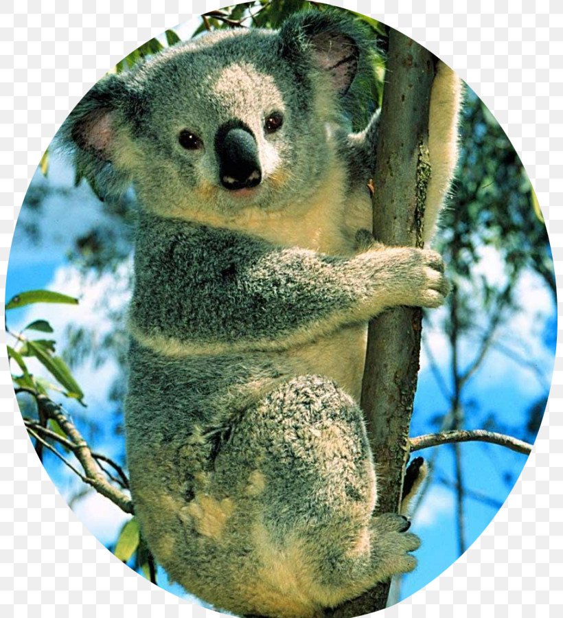 Koala Polar Bear Cuteness Desktop Wallpaper, PNG, 805x900px, Koala, Animal, Bear, Cuteness, Drawing Download Free