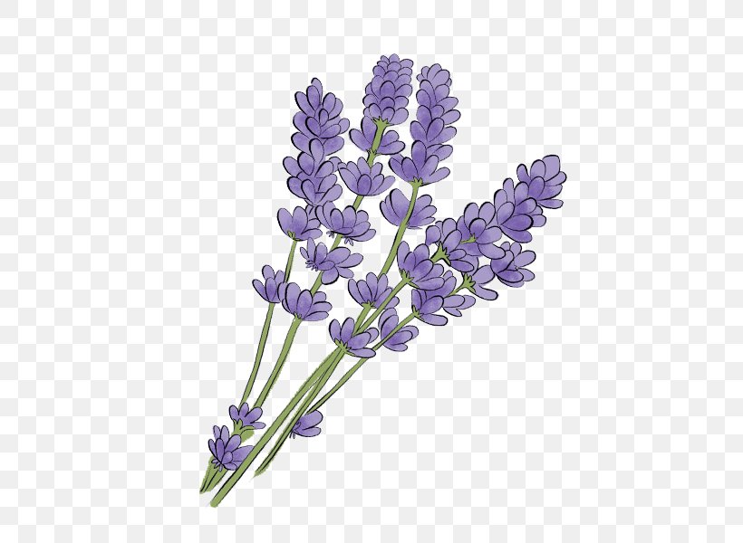 Lavender, PNG, 600x600px, Flower, English Lavender, Flowering Plant, French Lavender, Lavandula Dentata Download Free