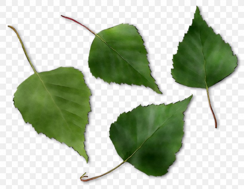 Leaf Plant Stem, PNG, 1428x1104px, Leaf, Canoe Birch, Flower, Flowering Plant, Ivy Download Free