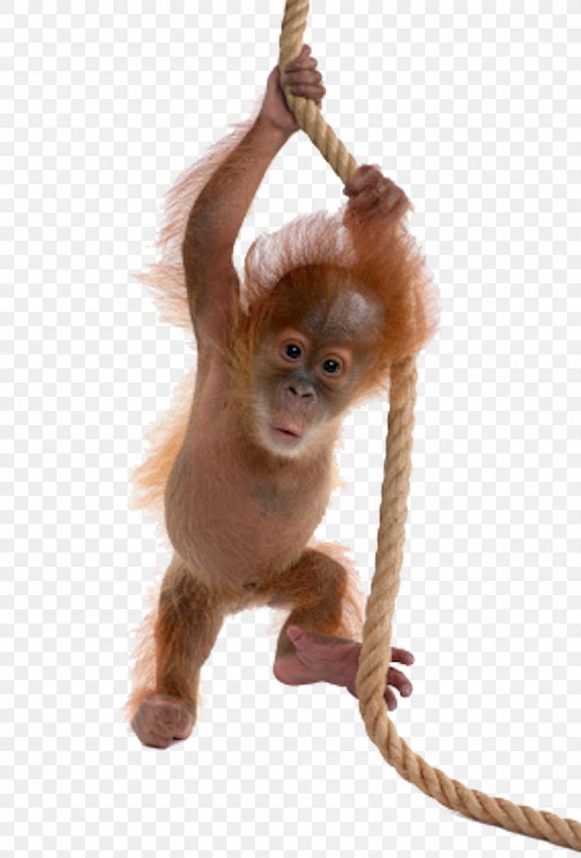 Sumatran Orangutan Bornean Orangutan Ape Monkey, PNG, 1000x1478px, Gorilla, Ape, Bornean Orangutan, Chimpanzee, Fur Download Free