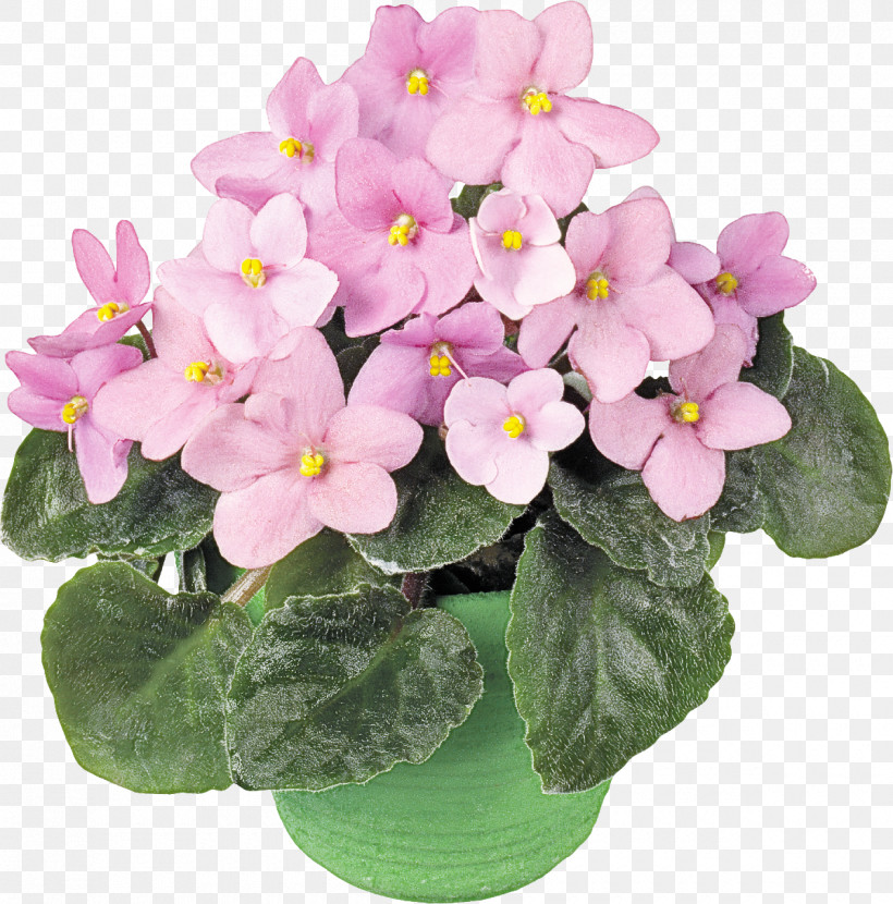 Violet Houseplant Happiness Surprise, PNG, 1200x1216px, Violet, Astrology, Daytime, Flower, Flowerpot Download Free