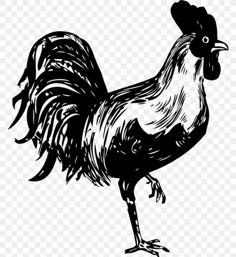Bird Drawing, PNG, 768x892px, Chicken, Beak, Bird, Blackandwhite, Comb Download Free