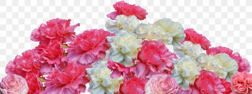 Carnation Sabrina's Flowers Muskoka Retro Friendship, PNG, 1920x719px, Carnation, Annual Plant, Cut Flowers, Floral Design, Flower Download Free