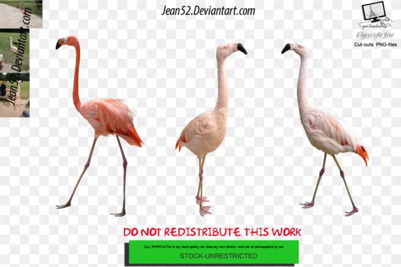 Flamingos Bird Download Animal DeviantArt, PNG, 1024x682px, Flamingos, Animal, Art, Artist, Beak Download Free