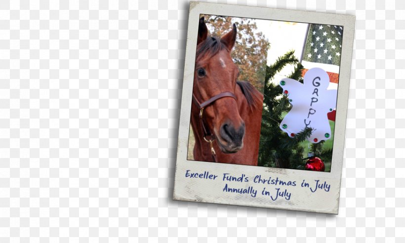 Horse Picture Frames 0, PNG, 875x525px, 2016, Horse, Picture Frame, Picture Frames Download Free