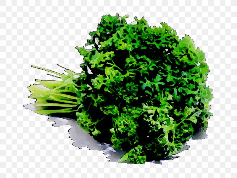 Flat-leaved Parsley Herb Hydroponics Budi Daya Italian Cuisine, PNG, 1449x1089px, Flatleaved Parsley, Annual Plant, Budi Daya, Coriander, Cruciferous Vegetables Download Free