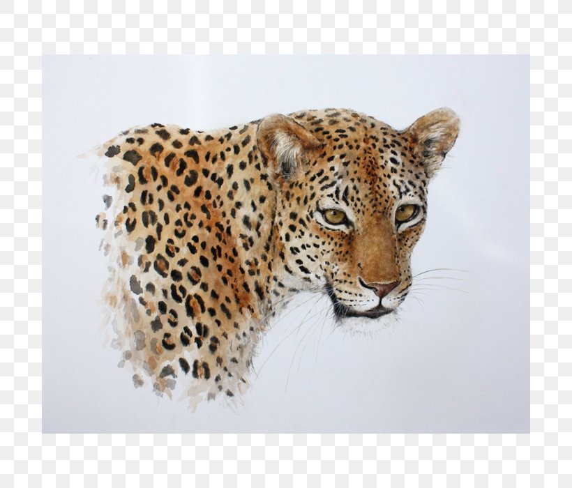 Leopard Jaguar Cheetah Whiskers Snout, PNG, 700x700px, Leopard, Animal, Big Cats, Carnivoran, Cat Like Mammal Download Free
